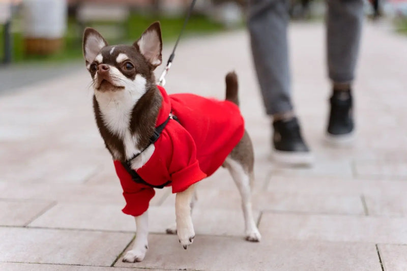 Personalized Pet T-Shirts